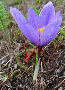Safran Krokus - Crocus sativus - 5 Knollen - Bild 1 von 6