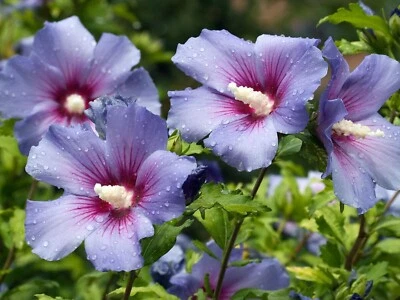 SEMISAUVAGE PERMACULTURE 20 Graines d'Hibiscus Syriacus - Althéa - fleurs plantes - reproductibles