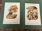 1913 Art Print Mycologye Lot 2 Prints Russula Foetens Pholiota Mutabilis C7-4