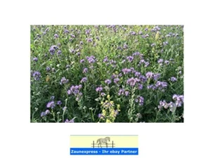 500gr Phacelia 1,18€/100gr Bienenweide Blühwiese Gründüngung Saatgut - Bild 1 von 1