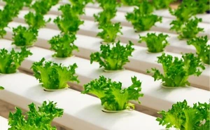 950 Endive Seeds Heirloom Salad Vegetable Make an Offer! - Picture 1 of 1