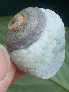 32mm Natur Gobi Achat Augenachat Stein Suiseki - Besichtigung Konvolut Porzellan - Bild 1 von 10