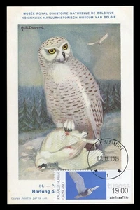 GREENLAND 2025 Maximum Card ATM - Snowy polar owl Harfang Búho Bubo scandiacus - Picture 1 of 1