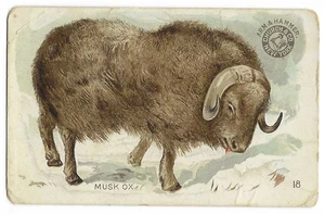 Musk Ox Arm & Hammer Interesting Animals Card Church & Co #18 c1898 - Picture 1 of 2
