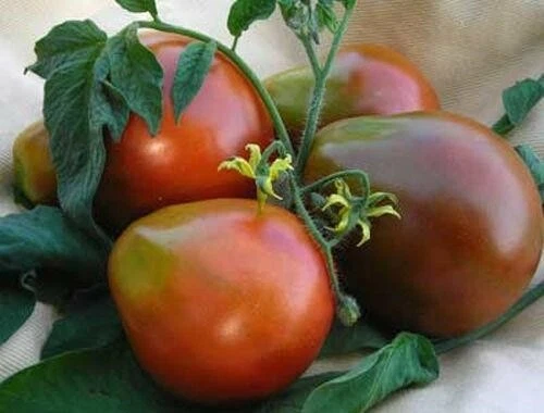50 BLACK TRUFFLE TOMATO SEEDS + FREE