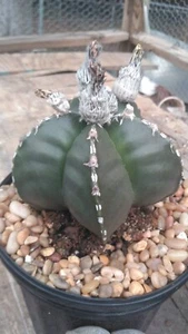 Astrophytum myrio Double line Hekiran softball size real nice!!! - Picture 1 of 2