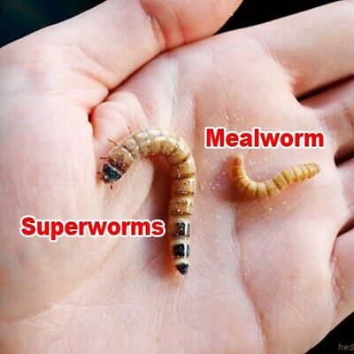 Organic Live Large Superworms /mealworms  Live Guarantee With Hold On USPS Only • 14.99$