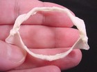 (SJ-40) 2" Cat SHARK jaw sharks jaws teeth tiny small educational Scyliorhinus