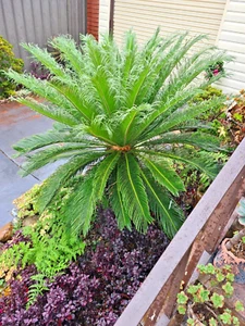Sago palm Plant Plant babies Size about 20 cm - Picture 1 of 4