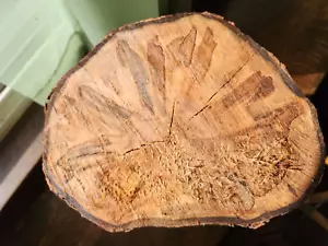 Ambrosia Spalted Maple Log Wood Knots Woodworking Crafts - Picture 1 of 10