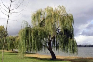32 Thin Gold Weeping Willow Tree Cuttings to Grow - Picture 1 of 4