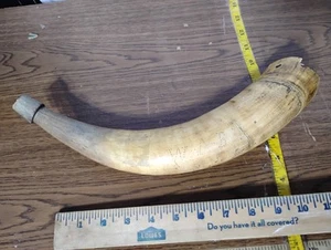 RARE Antique W.A.B MIDDLEBURG VIRGINIA VA GUN Powder Horn, Scrimshaw COW - Picture 1 of 5