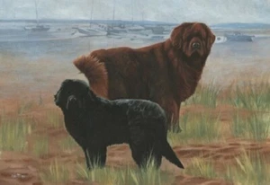 Newfoundland Dog Newf Limited Edition Art Print Sea Mist by Steven Nesbitt* - Picture 1 of 1