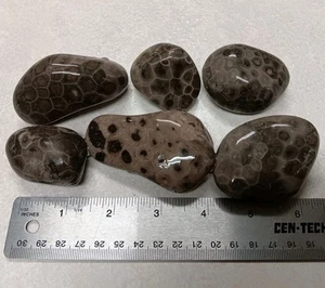 6 dunkle Petoskey Steine 1 Pfund 3 Unzen unpoliert viele Michigan Hexagonaria Fossilien  - Bild 1 von 4