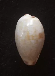 Seashell Cypraea gracilis BIG18-20,5 mm gema/F++ - Imagen 1 de 2
