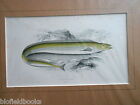 Antiquarian Scabbard Fish Print c1880 Hand Coloured, Fishes/Angling/UK Fishing
