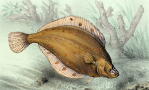 Estampe gravure lithographie illustration de poisson LA PLIE COMMUNE ou CARRELET - Imagen 1 de 2