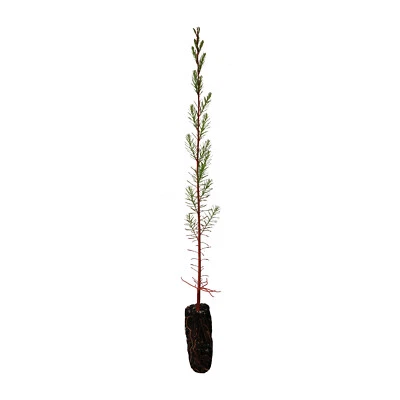 Pond Cypress | Medium Tree Seedling | The Jonsteen Company - Image 1 of 4