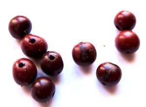 SEMILLAS DE PLANTAS AMAZÓNICAS PARA MANUALIDADES - Imagen 1 de 2