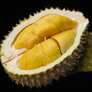 BeauFlora Hybrid Durian (oro negro, plántula) exótica 1 planta de raíz desnuda - Imagen 1 de 3