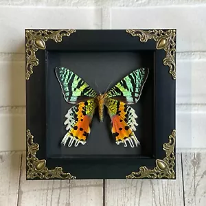 Madagascan Sunset Moth (Urania rhipheus) Baroque Box Frame Display Butterfly VEN - Foto 1 di 2