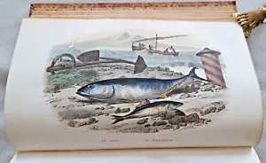 Histoire Naturelle de Lacepede II 1847 Poissons peces 12 paneles de colores - Imagen 1 de 10