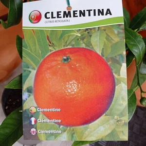 Árbol CLEMENTINA. Árbol de 2 años. En maceta plástica. 140 cm altura + ABONO - Foto 1 di 2