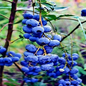 BLUEBERRY TREE SEEDS New Jersey Southern Highbush Cold Hardy Garden Fruit Plant - Picture 1 of 12
