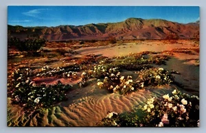 Postcard Vtg Desert Mountains Vegetation Plants Flowers - Picture 1 of 2