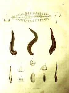 1843 Color Xilo-Woodcut=LE SANGUISUGHE (HIRUDINES)=BUCH DER WELT Cm26X20.AETNA - Bild 1 von 2