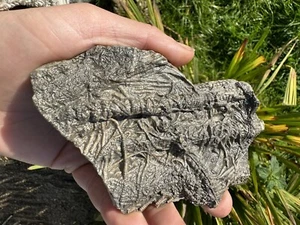 Pentacrinites From Charmouth Dorset Approx 195 MYO Lower Lias, Jurassic Period - Picture 1 of 14
