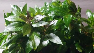 Hygrophila corymbosa (Compacta) - Live Aquatic Plant - Aquarium - Picture 1 of 1