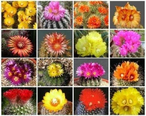 PARODIA VARIETY MIX FLOWERING NOTOCACTUS CACTI  FLOWER CACTUS SEED 100 SEEDS - Picture 1 of 1