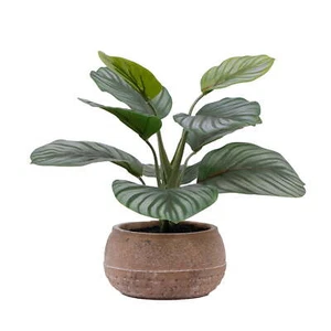 9.5"H Artificial Indoor Calathea in Stone Planter - Picture 1 of 7