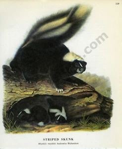 John James & John Woodhouse Audubon 1968 mofeta a rayas página libro arte (1471) - Imagen 1 de 1