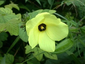 Musk Okra - Abelmosk - Abelmoschus moschatus - 5+ seeds - Graines - Samen He 026 - Picture 1 of 1