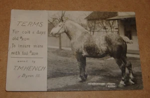 um 1910 Percheron Zugpferd Retardataire 52475 T.M. Hench Byron Illinois RPPC IL - Bild 1 von 3