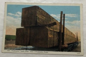 Washington "Tooth Picks" From A Washington Forest. Postcard (U2) - Picture 1 of 2