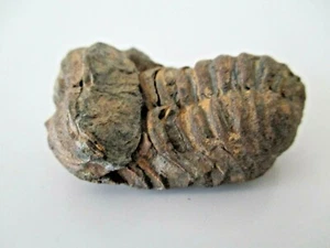 Trilobite Fossil Permian/Cambrian Sahara Desert Morocco 250-590 Million y.o. - Picture 1 of 8