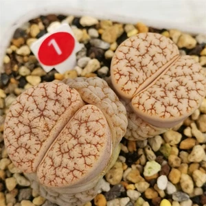 Lithops de planta suculenta de 2 cabezas N. E. Br. Hermosa planta de jardín para el hogar suculenta - Imagen 1 de 24