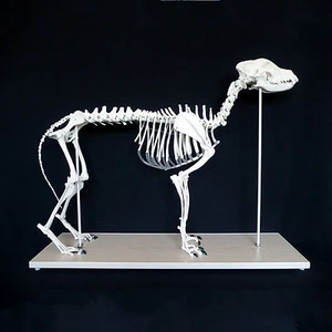 Anatomical Large Dog/Canine Skeleton Model - Medical Veterinary Anatomy - Picture 1 of 4