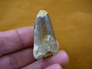 (DF233-52) 1-3/4" Fossil REAL SPINOSAURUS DINOSAUR tooth Jurassic dino fossil - Picture 1 of 3