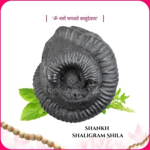 Sarvottam Shankh Shaligram Shila - EBS79 - Picture 1 of 3