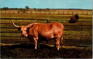 Longhorn Buffalo Ranch Oklahoma Postcard B-4 Unposted - Picture 1 of 2