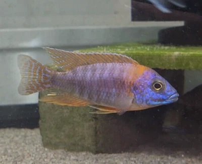 3" Male Ruby Red Peacock African Cichlid (Aulonocara  Rubesens) Fully Colored Up - Image 1 of 4