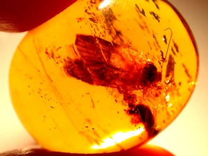Beautiful GIANT Moth Lepidoptera in Dominican Amber Fossil Gemstone - Picture 1 of 12
