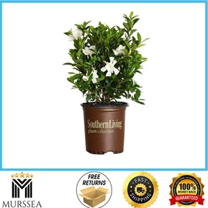 2.5 Qt. Jubilation Gardenia, Live Evergreen Shrub, White Fragrant Blooms - Picture 1 of 12