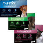 CAPSTAR TABLETS for Dogs & Cats - Oral Flea Treatment Tablets - GREAT PRICE