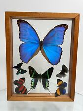 Insect Taxidermy Butterflys Mounted Morpho Amathonte Urania Leilus Framed