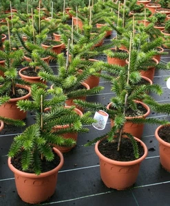 Andentanne Araucaria araucana Chilenische Schmucktanne 25 - 30 cm im Container - Bild 1 von 1